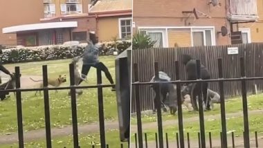 Dog Attack in London Video: Three Pet Dogs Chase, Maul Woman at Abbots Park in Brixton, Horrifying Incident Caught on Camera